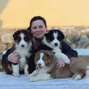 australian shepherd 