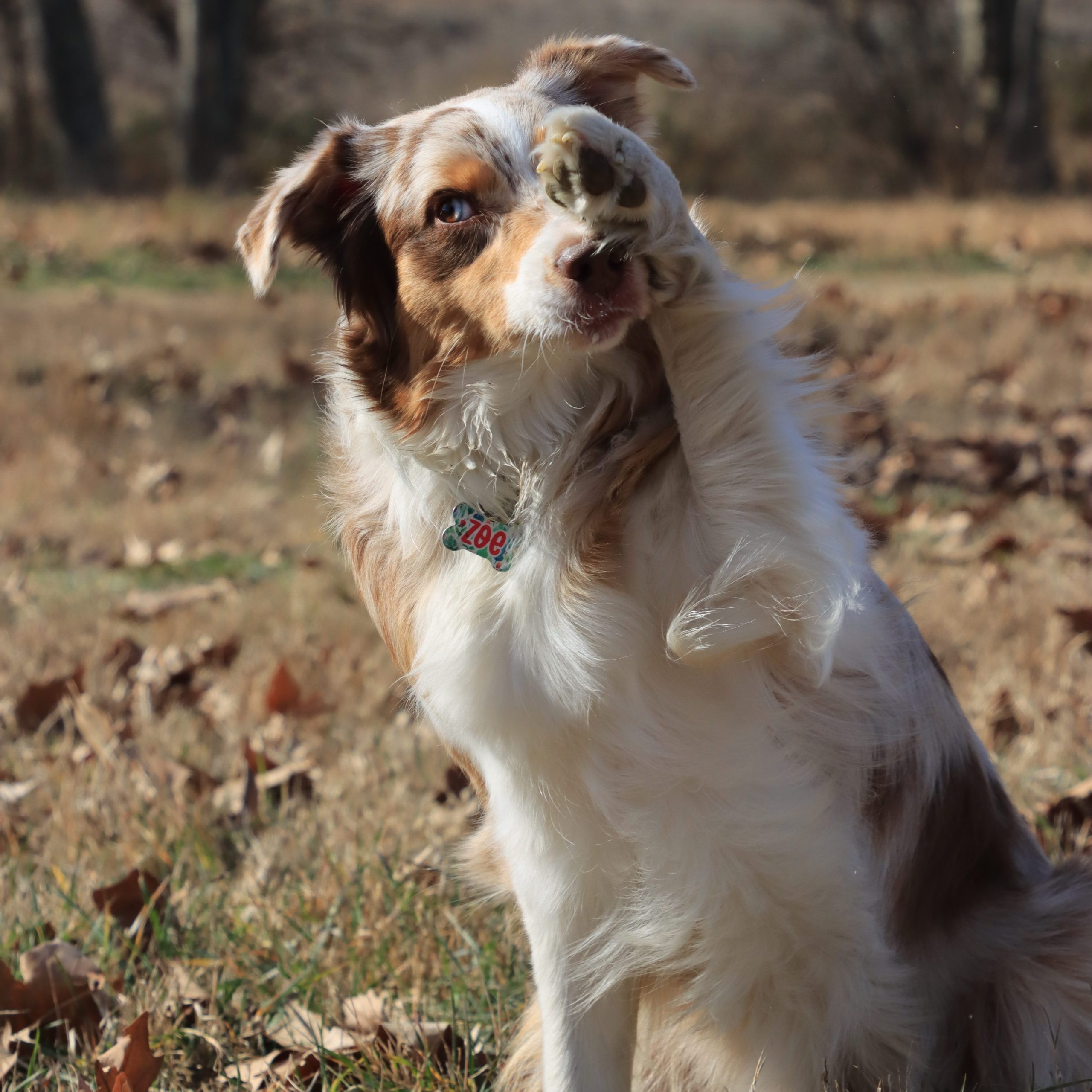 Zoe