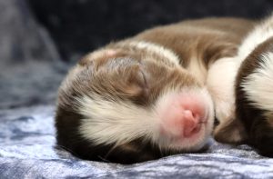 Cachorro Velvet Universe