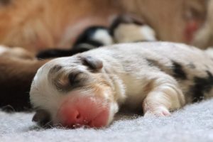 Cachorrros Velvet Universe